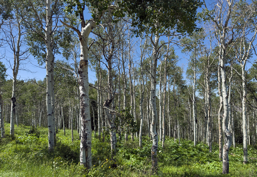 View of a dense grove of white bark aspen trees and vibrant green foliage under a clear blue sky in Wolcott Colorado United States.