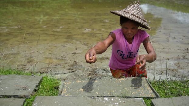 View of a woman working in a rice field in Ramu Bangladesh.