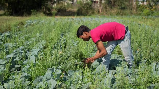 View of a farmer working in a vegetable field in Dhangadhi Nepal. View of a farmer working in a vegetable field in Dhangadhi Nepal.