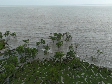 Aerial view of mangroves growing in the tidal mudflats along the coast in Sitakund Chittagong Division Bangladesh. Aerial view of mangroves growing in the tidal mudflats along the coast in Sitakund Chittagong Division Bangladesh.