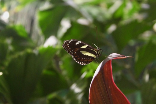 View of a tropical butterfly with black and white wings perched on a red leaf at the American Museum of Natural History in New York New York United States.
