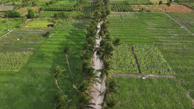 Aerial view of a palm lined road through green fields in Thoddoo Maldives. Aerial view of a palm lined road through green fields in Thoddoo Maldives.