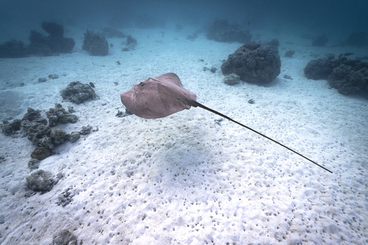 View of a stingray swimming over a white sandy seabed with coral formations in the background in Moorea Maiao Windward Islands French Polynesia.