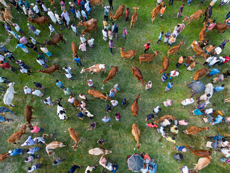 Akkelpur Upazila Bangladesh 20 May 2026 Aerial view of a crowded cattle market with people and livestock gathered on a green grassy field. Akkelpur Upazila Bangladesh 20 May 2026 Aerial view of a crowded cattle market with people and livestock gathered on a green grassy field.