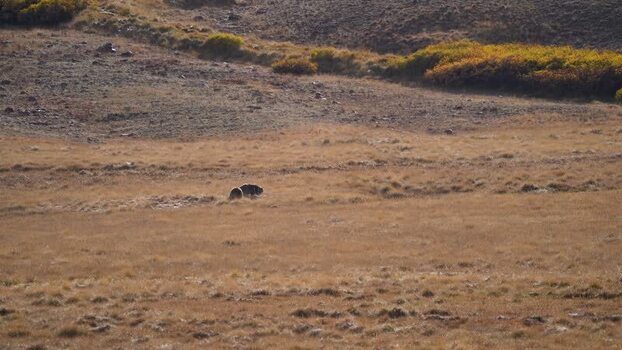 View of three bears in Deosai National Park Pakistan. View of three bears in Deosai National Park Pakistan.