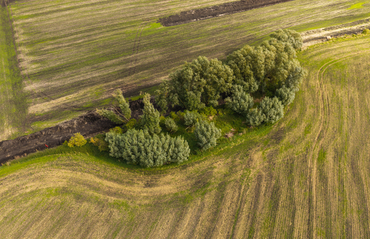 Aerial view of a cluster of trees surrounded by agricultural fields in the Kashubia region of Pelplin Pomeranian Voivodeship Poland.