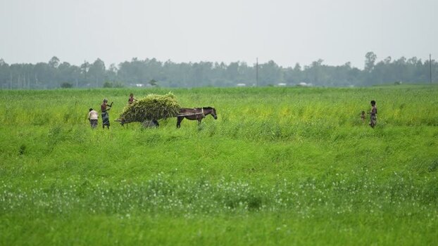 View of farmers with a horse cart in a green field Bangladesh. View of farmers with a horse cart in a green field Bangladesh.