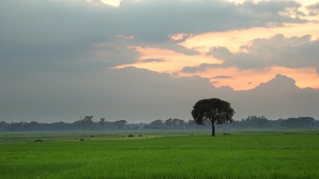 View of a lone tree in a green field at sunset Bangladesh.