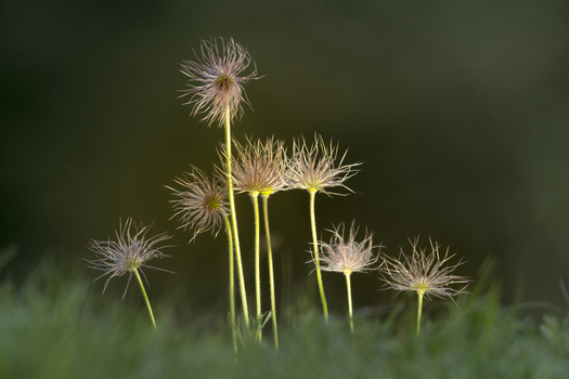 View of delicate Pasque flower seed heads standing in a grassy meadow in Cambridgeshire United Kingdom. View of delicate Pasque flower seed heads standing in a grassy meadow in Cambridgeshire United Kingdom.
