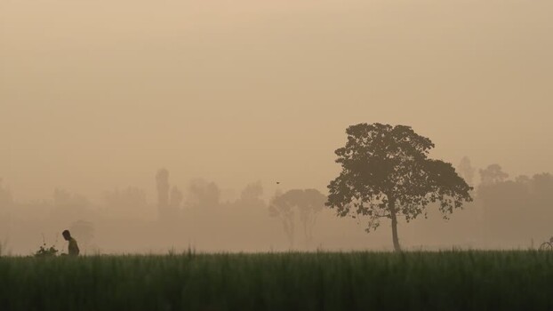 View of a man in a misty field with a tree in Bogura Bangladesh.