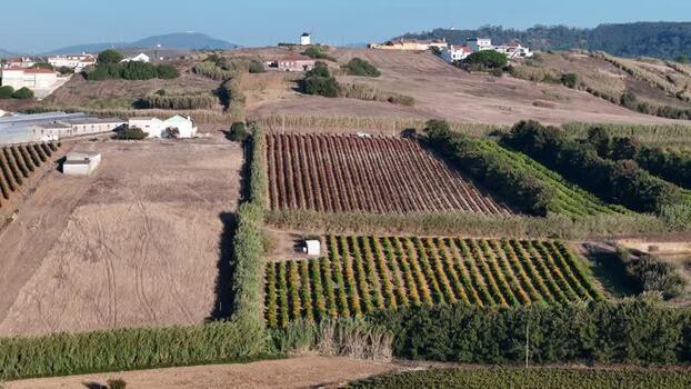 Aerial view of vineyard in the countryside of Portugal. Aerial view of vineyard in the countryside of Portugal.