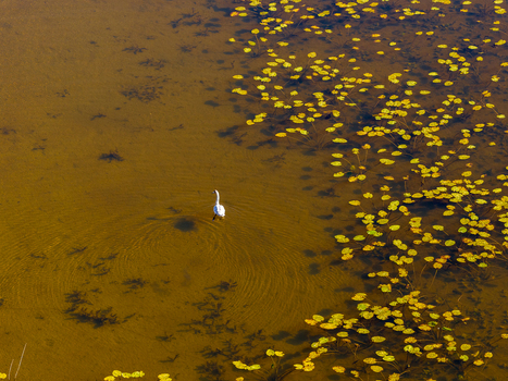 Aerial view of a white swan swimming in golden water among yellow lily pads in Lithuania. Aerial view of a white swan swimming in golden water among yellow lily pads in Lithuania.
