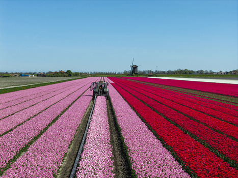 Aerial view of a tractor working in a vibrant field of pink and red tulips with a traditional windmill in the background under a clear blue sky in the Netherlands. Aerial view of a tractor working in a vibrant field of pink and red tulips with a traditional windmill in the background under a clear blue sky in the Netherlands.