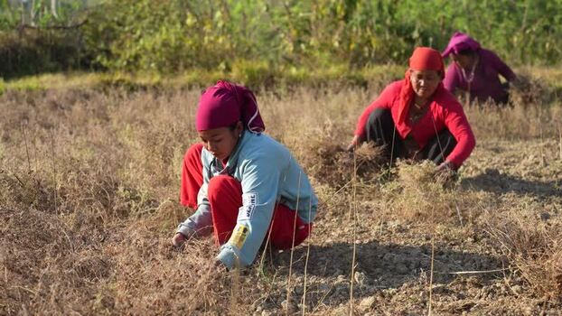View of women working in a field in Dang Nepal.