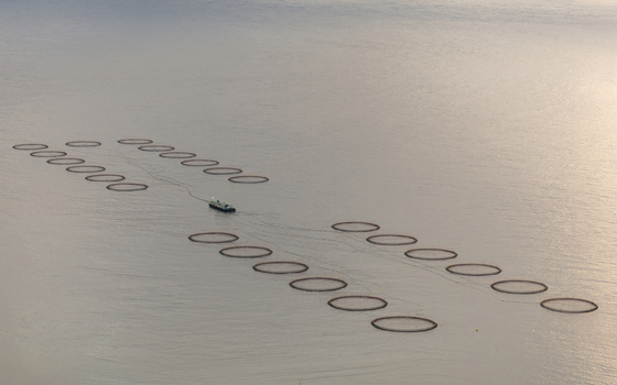 View of circular fish farming cages arranged in the sea with a small service boat navigating between them in the Faroe Islands. View of circular fish farming cages arranged in the sea with a small service boat navigating between them in the Faroe Islands.