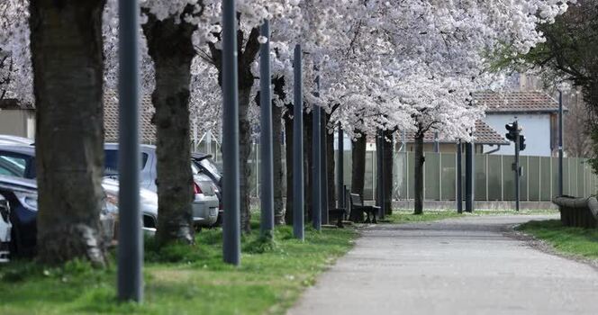 View of blooming cherry blossom trees in Mulhouse France. View of blooming cherry blossom trees in Mulhouse France.