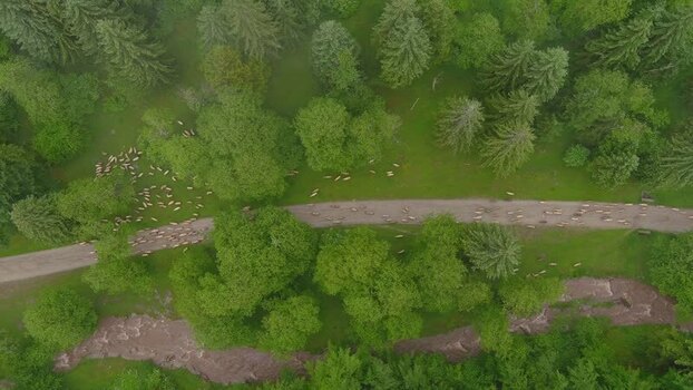 Aerial view of sheep flock on a forest road in Romania. Aerial view of sheep flock on a forest road in Romania.