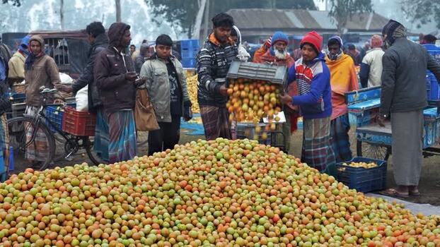View of men pouring tomatoes at a market in Bogura Bangladesh. View of men pouring tomatoes at a market in Bogura Bangladesh.