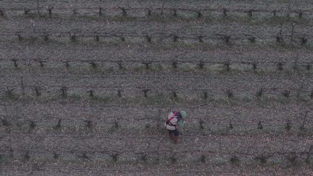 Aerial view of vine size in Bordeaux vineyard in winter France.