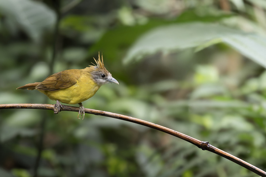 View of a White thorated Bulbul perched on a thin branch against a lush green forest background in Dehong Dai and Jingpo Autonomous Prefecture Yunnan China. View of a White thorated Bulbul perched on a thin branch against a lush green forest background in Dehong Dai and Jingpo Autonomous Prefecture Yunnan China.