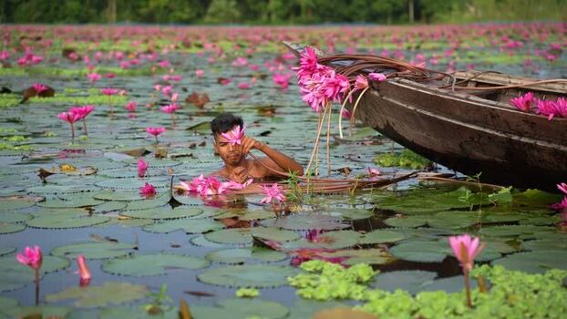 View of a man harvesting pink water lilies in a pond Bangladesh. View of a man harvesting pink water lilies in a pond Bangladesh.