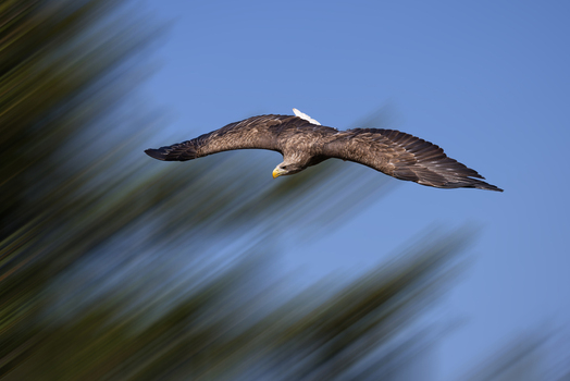 View of a majestic white tailed eagle soaring through a clear blue sky with its wings spread wide over the lush greenery of Selestat Grand Est France.