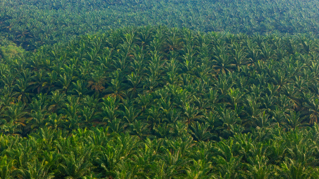 Aerial view of a vast palm oil plantation in Indonesia.