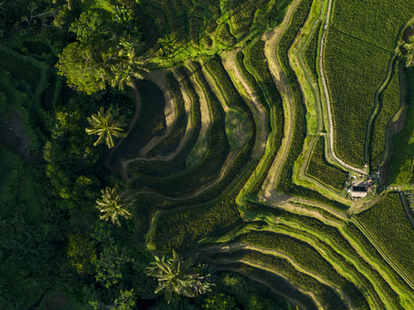 Aerial view of Tegallalang Rice Terrace with lush green terraced paddies palm trees and irrigation patterns in Kecamatan Tegallalang Bali Indonesia. Aerial view of Tegallalang Rice Terrace with lush green terraced paddies palm trees and irrigation patterns in Kecamatan Tegallalang Bali Indonesia.