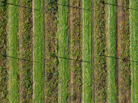 Aerial view of a hop farm with rows of hop plants in Woodburn Oregon United States.