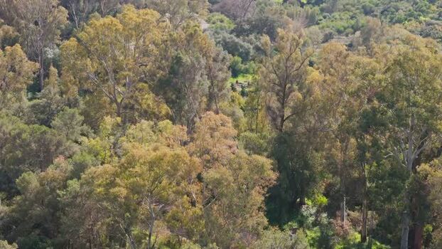 Aerial view of dense forest and tall trees Spain. Aerial view of dense forest and tall trees Spain.