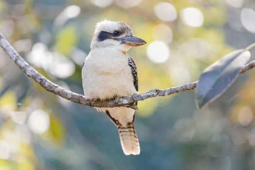 View of a kookaburra perched on a branch in Maiala D Aguilar National Park Mount Glorious Brisbane Queensland Australia. View of a kookaburra perched on a branch in Maiala D Aguilar National Park Mount Glorious Brisbane Queensland Australia.