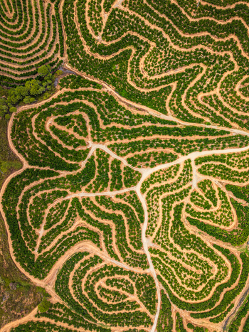 Aerial view of an olive orchard with contour farming patterns on rolling hills in Andalusia Spain. Aerial view of an olive orchard with contour farming patterns on rolling hills in Andalusia Spain.