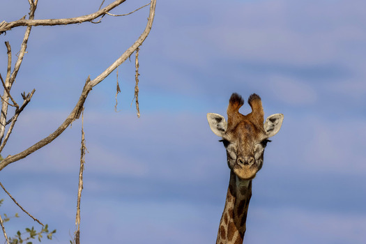 View of a giraffe looking at the camera with dry tree branches in the foreground against a soft blue sky in the Waterberg District Municipality Limpopo South Africa.