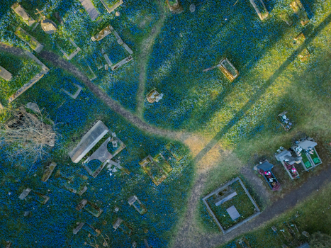 Aerial view of the historic Bernardine Cemetery featuring ancient gravestones surrounded by a carpet of blooming blue flowers in Vilnius Vilniaus apskritis Lithuania. Aerial view of the historic Bernardine Cemetery featuring ancient gravestones surrounded by a carpet of blooming blue flowers in Vilnius Vilniaus apskritis Lithuania.