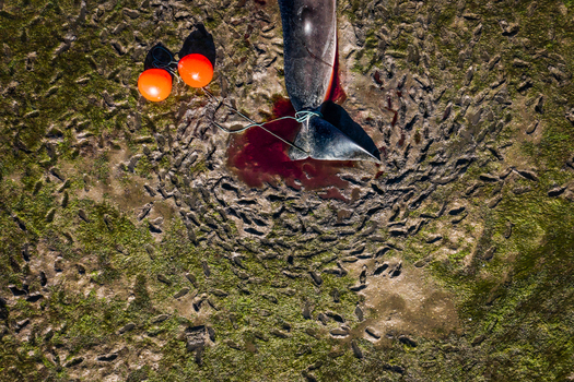 Aerial view of a 13 meters dead common whale that entered disoriented in the estuary of river Vouga and got stuck in a sand bank in Ilha do Monte Farinha S. Jacinto Aveiro Portugal.