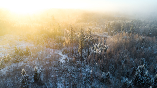 Aerial view of a snow covered forest landscape bathed in the warm light of sunrise with mist rising through the trees in Latvia. Aerial view of a snow covered forest landscape bathed in the warm light of sunrise with mist rising through the trees in Latvia.