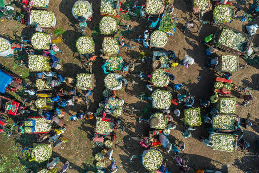 Aerial view of a bustling outdoor vegetable market with numerous vendors and customers navigating between carts and baskets filled with fresh produce in Bogura Rajshahi Division Bangladesh. Aerial view of a bustling outdoor vegetable market with numerous vendors and customers navigating between carts and baskets filled with fresh produce in Bogura Rajshahi Division Bangladesh.