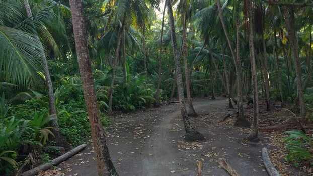 Aerial view of palm trees and forest Maldives. Aerial view of palm trees and forest Maldives.