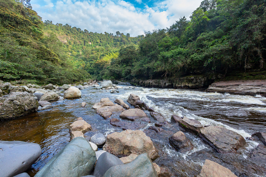 View of the Estrecho del Rio Magdalena with rushing water flowing over dark rocks surrounded by dense green forest and lush vegetation in San Agustin Huila Colombia.
