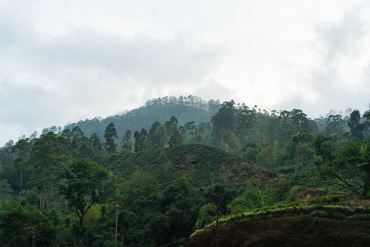 View of lush green hills and tea plantations under a misty overcast sky in Nallathanniya Central Province Sri Lanka. View of lush green hills and tea plantations under a misty overcast sky in Nallathanniya Central Province Sri Lanka.