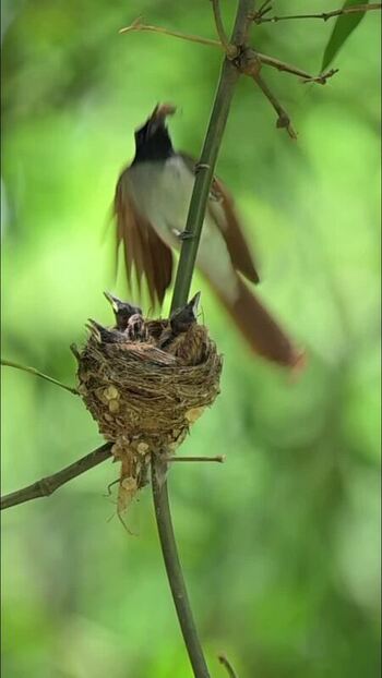 View of a crested bird feeding its chicks in a nest India.