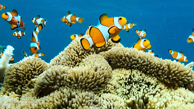 View of clownfish swimming among sea anemones in a vibrant coral reef in Karimunjawa Central Java Indonesia.