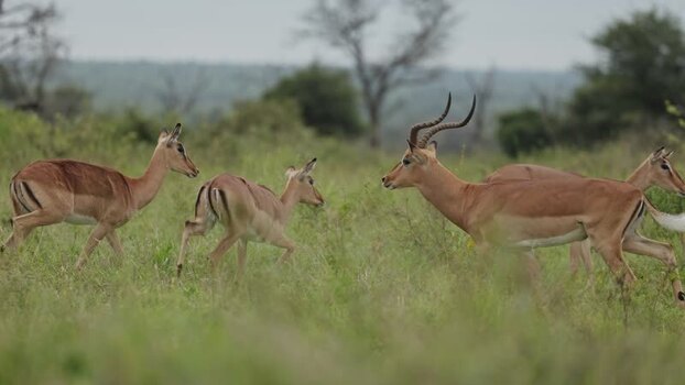 View of impalas grazing in Kruger National Park South Africa.