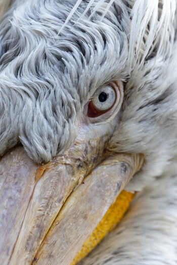 View of the detailed head and eye of a Dalmatian pelican with textured grey feathers and a yellow beak in Mulhouse Grand Est France.