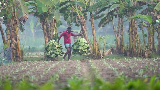 View of a farmer carrying crops through a field Bangladesh. View of a farmer carrying crops through a field Bangladesh.