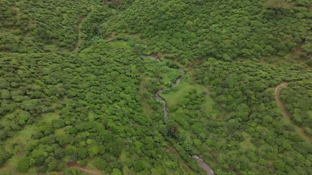 Aerial view of tea plantations in Nuwara Eliya Sri Lanka. Aerial view of tea plantations in Nuwara Eliya Sri Lanka.