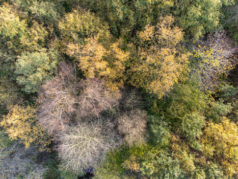 Aerial view of a dense forest canopy where golden leaves meet evergreen foliage in a tapestry of autumn colors Diever Drenthe Netherlands. Aerial view of a dense forest canopy where golden leaves meet evergreen foliage in a tapestry of autumn colors Diever Drenthe Netherlands.
