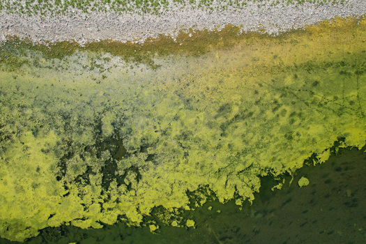 Aerial view of green algae blooms along the rocky banks of the Po river Morano sul Po Piedmont Italy. Aerial view of green algae blooms along the rocky banks of the Po river Morano sul Po Piedmont Italy.