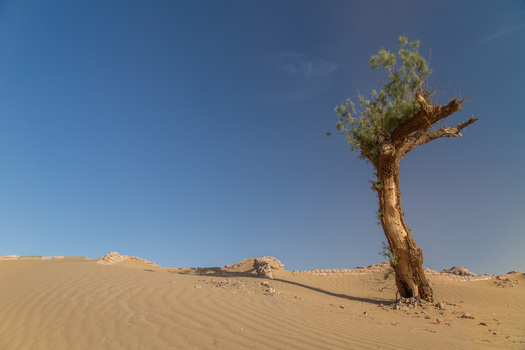 View of a solitary resilient tree casting a long shadow across golden ripples of desert sand under an azure sky with subtle ruins in the distance Bahawalpur Pakistan. View of a solitary resilient tree casting a long shadow across golden ripples of desert sand under an azure sky with subtle ruins in the distance Bahawalpur Pakistan.