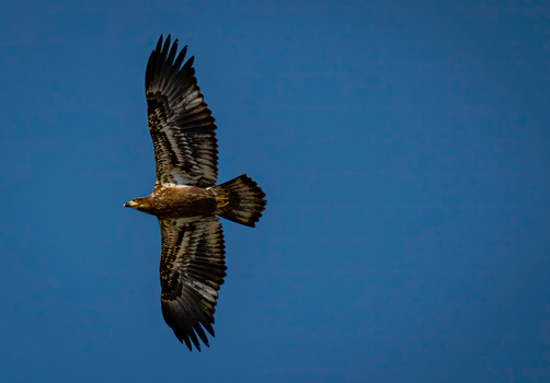 View of a juvenile bald eagle soaring with wings spread against a clear blue sky at the Edwin B. Forsythe National Wildlife Refuge in Galloway New Jersey United States. View of a juvenile bald eagle soaring with wings spread against a clear blue sky at the Edwin B. Forsythe National Wildlife Refuge in Galloway New Jersey United States.